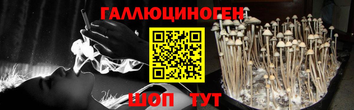 Псилоцибиновые грибы Psilocybe Кингисепп